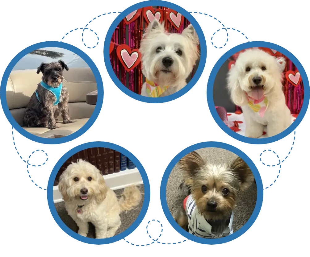 About Our Law Firm 17 cop dogs